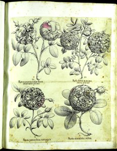 Hortus Eystettensis, Vorzeichnungen (MS 2370 2952587) -Verna,6,2