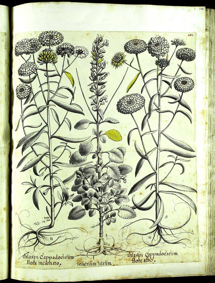 Hortus Eystettensis, Vorzeichnungen (MS 2370 2952730) -Aestiva,7,11