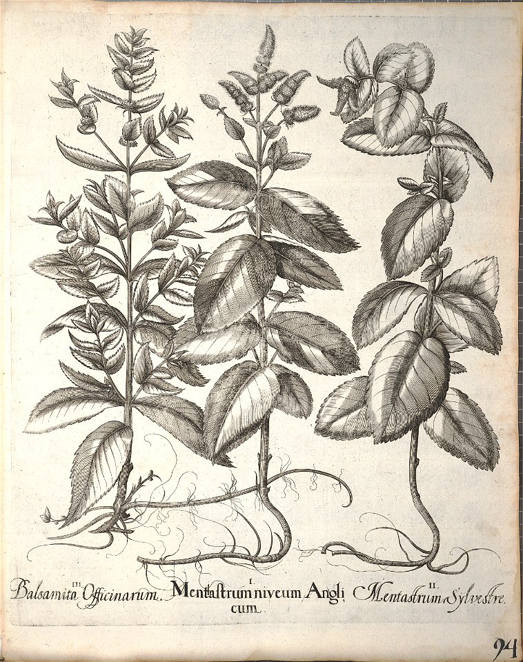 Hortus Eystettensis, 1640 (BHL 45339 246) - Classis Aestiva 94