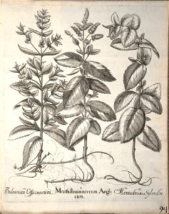 Hortus Eystettensis, 1640 (BHL 45339 246) - Classis Aestiva 94