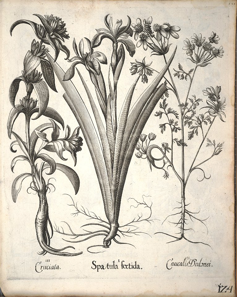 Hortus Eystettensis, 1640 (BHL 45339 135) - Classis Verna 124
