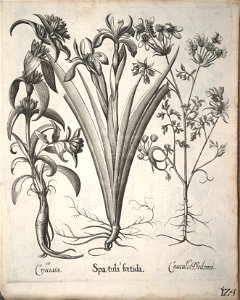 Hortus Eystettensis, 1640 (BHL 45339 135) - Classis Verna 124