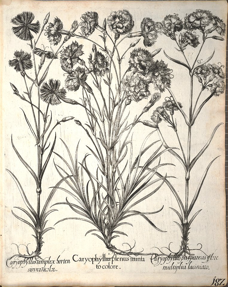 Hortus Eystettensis, 1640 (BHL 45339 334) - Classis Aestiva 182