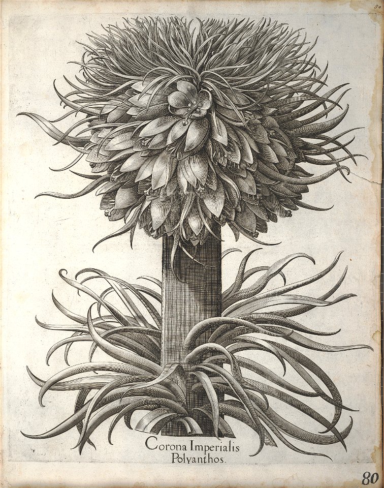 Hortus Eystettensis, 1640 (BHL 45339 091) - Classis Verna 80