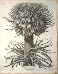 Hortus Eystettensis, 1640 (BHL 45339 091) - Classis Verna 80