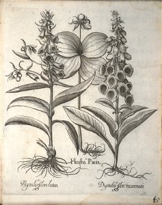Hortus Eystettensis, 1640 (BHL 45339 167) - Classis Aestiva 15