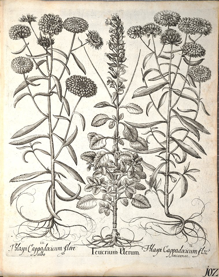 Hortus Eystettensis, 1640 (BHL 45339 254) - Classis Aestiva 102