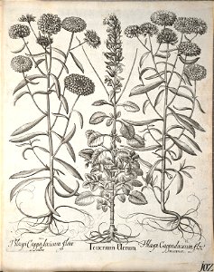 Hortus Eystettensis, 1640 (BHL 45339 254) - Classis Aestiva 102