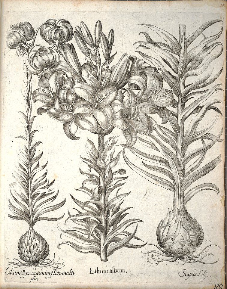 Hortus Eystettensis, 1640 (BHL 45339 099) - Classis Verna 88