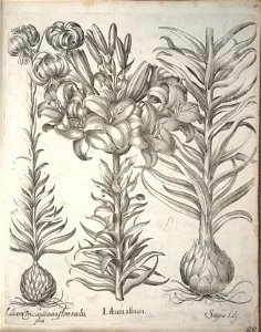 Hortus Eystettensis, 1640 (BHL 45339 099) - Classis Verna 88