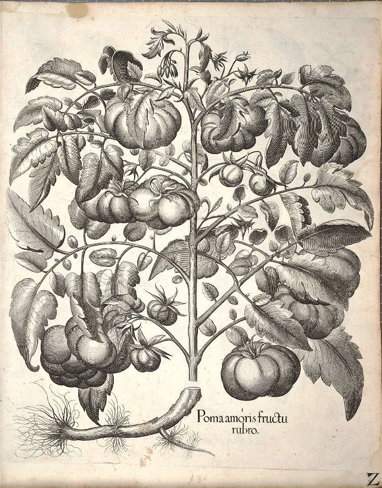 Hortus Eystettensis, 1640 (BHL 45339 342) - Classis Autumnalis 2