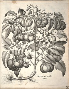 Hortus Eystettensis, 1640 (BHL 45339 342) - Classis Autumnalis 2