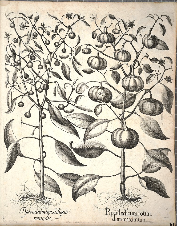 Hortus Eystettensis, 1640 (BHL 45339 350) - Classis Autumnalis 10