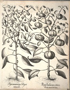 Hortus Eystettensis, 1640 (BHL 45339 350) - Classis Autumnalis 10
