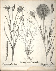 Hortus Eystettensis, 1640 (BHL 45339 179) - Classis Aestiva 27