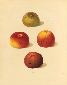 Houghton Agr 209.10 - Brookshaw, Pomona Britannica, apples
