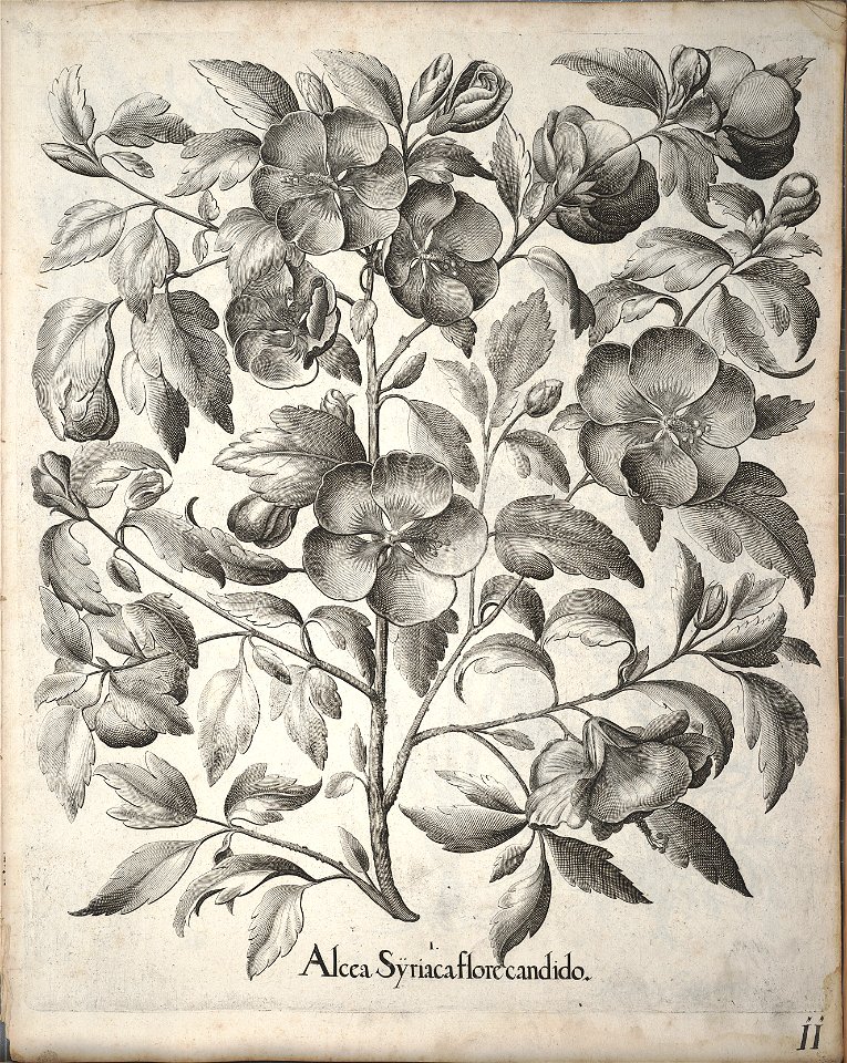 Hortus Eystettensis, 1640 (BHL 45339 163) - Classis Aestiva 11
