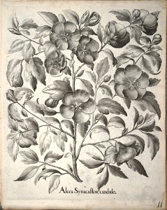 Hortus Eystettensis, 1640 (BHL 45339 163) - Classis Aestiva 11