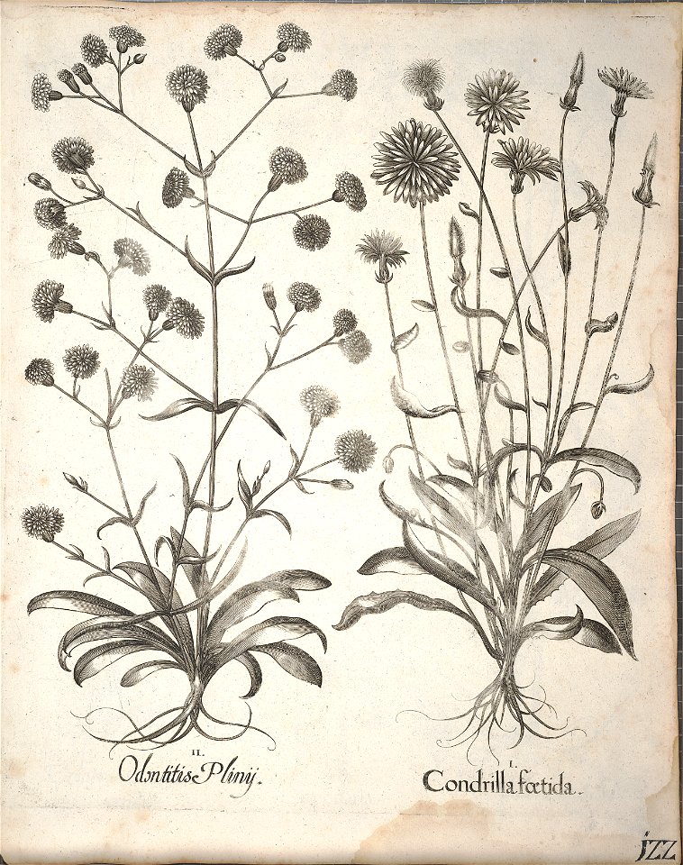 Hortus Eystettensis, 1640 (BHL 45339 274) - Classis Aestiva 122