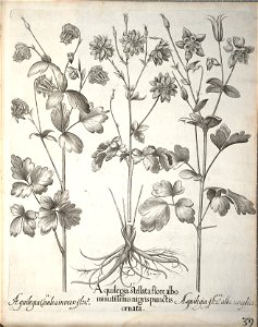 Hortus Eystettensis, 1640 (BHL 45339 191) - Classis Aestiva 39
