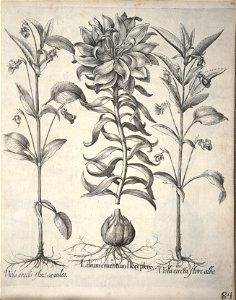 Hortus Eystettensis, 1640 (BHL 45339 095) - Classis Verna 84