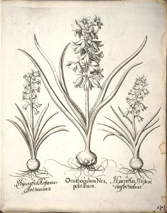 Hortus Eystettensis, 1640 (BHL 45339 055) - Classis Verna 44