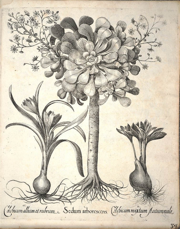 Hortus Eystettensis, 1640 (BHL 45339 374) - Classis Autumnalis 34