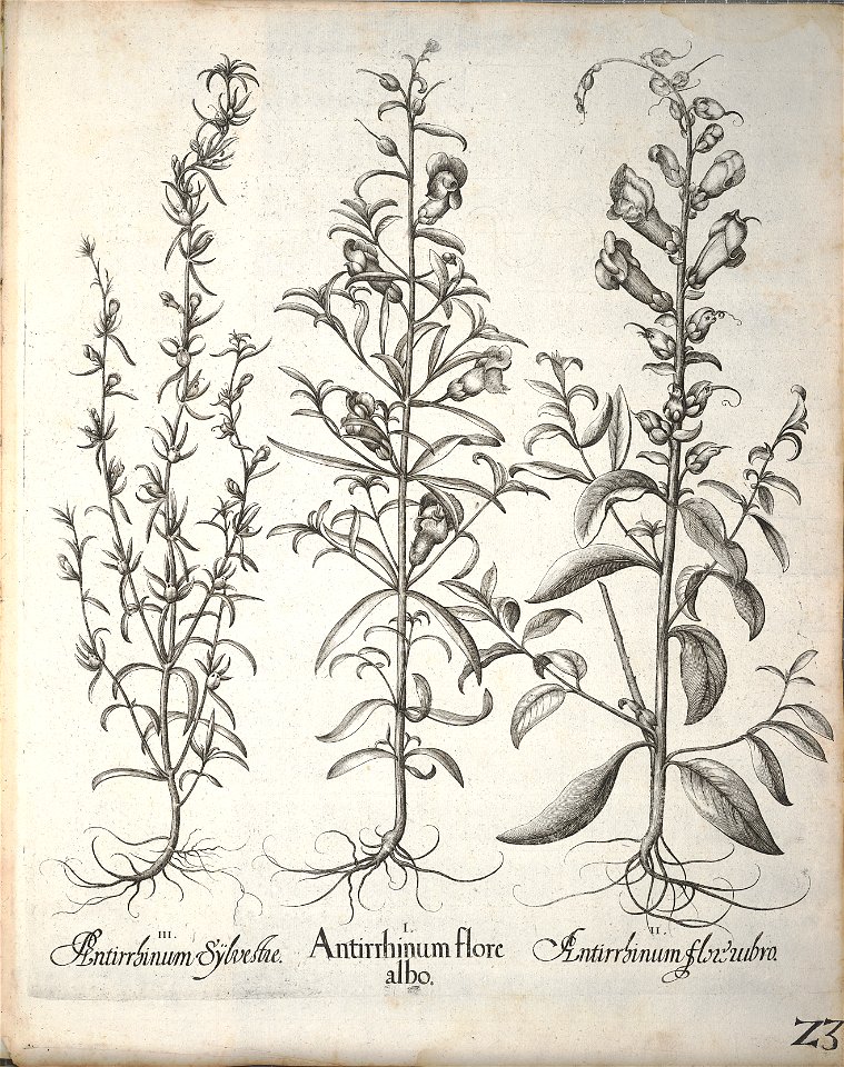 Hortus Eystettensis, 1640 (BHL 45339 175) - Classis Aestiva 23