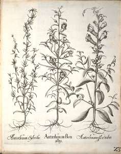 Hortus Eystettensis, 1640 (BHL 45339 175) - Classis Aestiva 23
