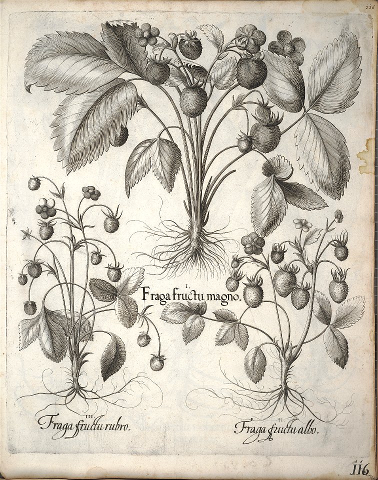 Hortus Eystettensis, 1640 (BHL 45339 127) - Classis Verna 116