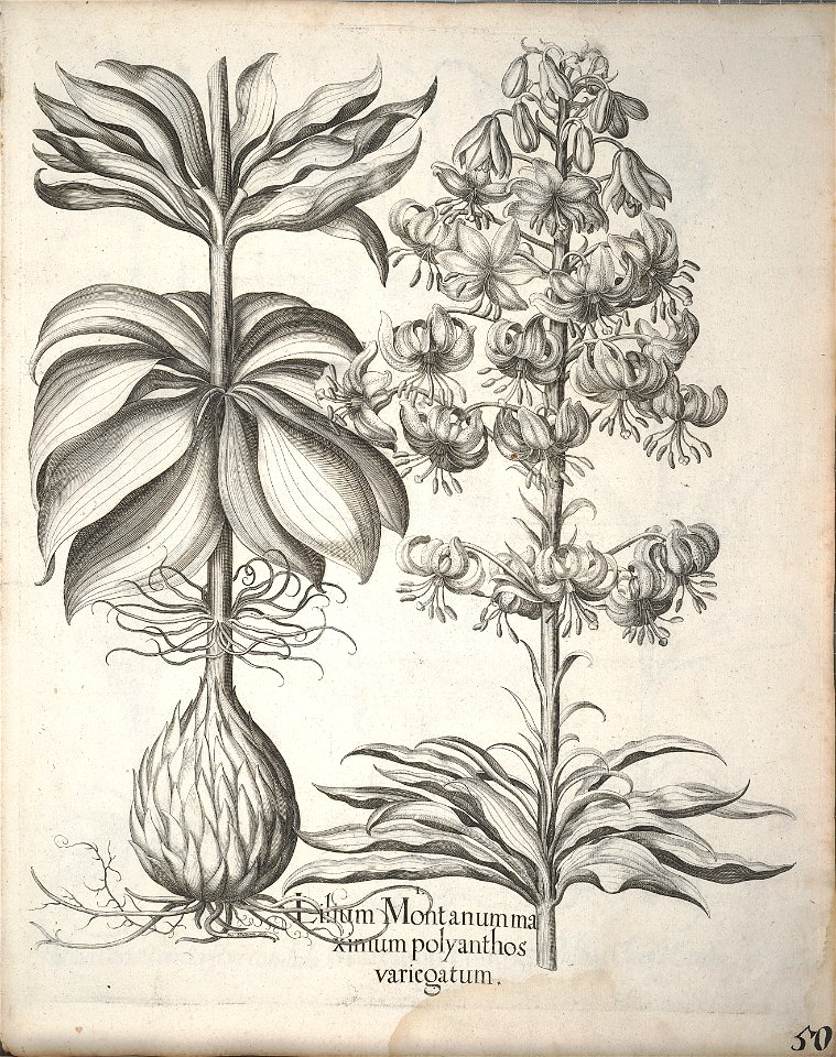 Hortus Eystettensis, 1640 (BHL 45339 202) - Classis Aestiva 50