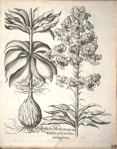 Hortus Eystettensis, 1640 (BHL 45339 202) - Classis Aestiva 50