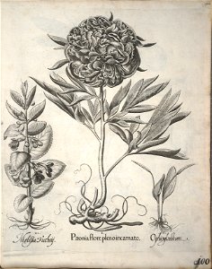 Hortus Eystettensis, 1640 (BHL 45339 111) - Classis Verna 100
