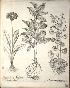 Hortus Eystettensis, 1640 (BHL 45339 139) - Classis Verna 128