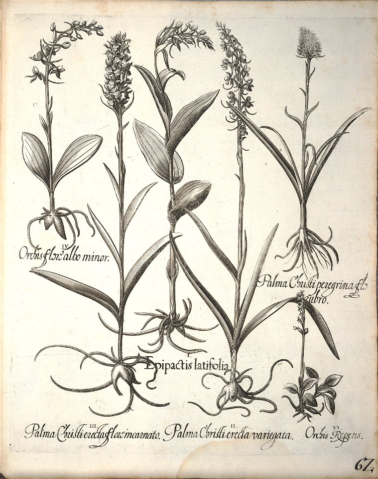 Hortus Eystettensis, 1640 (BHL 45339 214) - Classis Aestiva 62