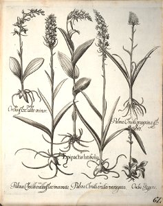 Hortus Eystettensis, 1640 (BHL 45339 214) - Classis Aestiva 62