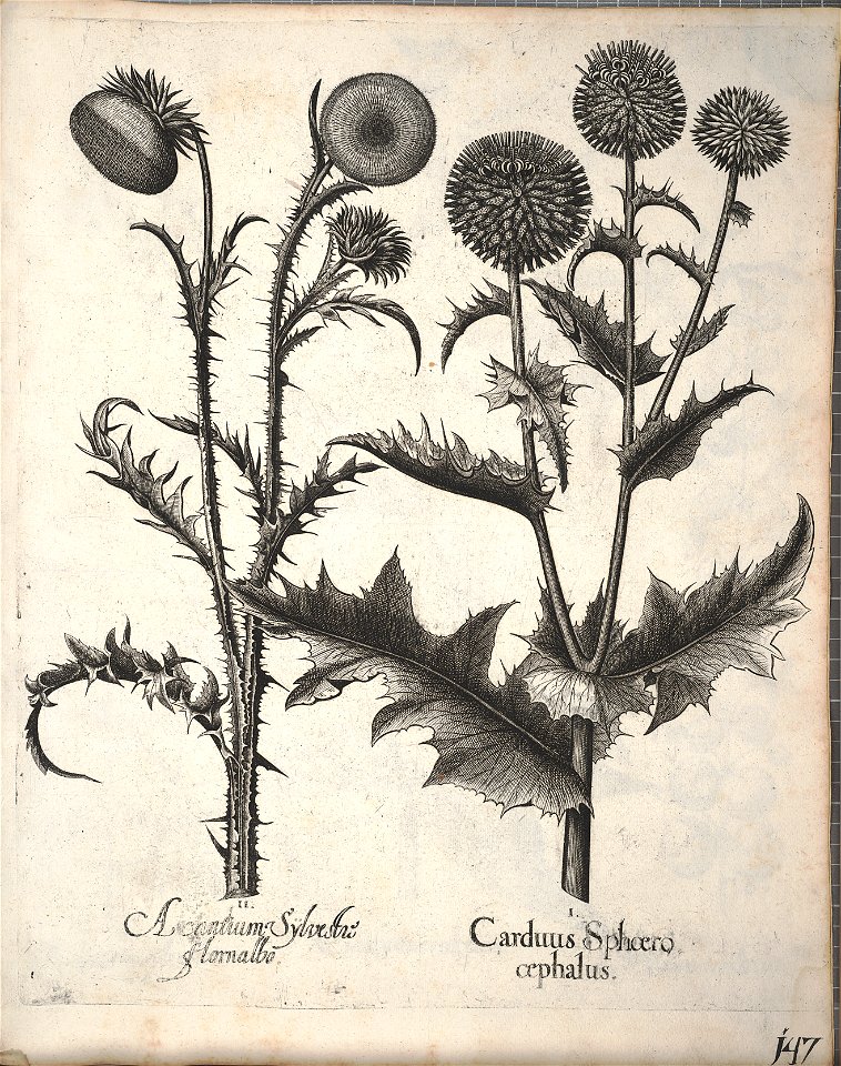 Hortus Eystettensis, 1640 (BHL 45339 299) - Classis Aestiva 147