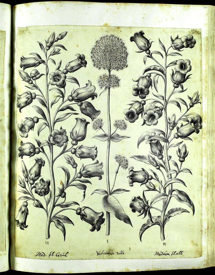 Hortus Eystettensis, Vorzeichnungen (MS 2370 2952644) -Aestiva,1,3