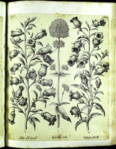 Hortus Eystettensis, Vorzeichnungen (MS 2370 2952644) -Aestiva,1,3