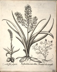 Hortus Eystettensis, 1640 (BHL 45339 143) - Classis Verna 132
