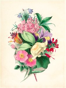 Houghton EDR 467 - Wild Flowers Drawn, frontispiece