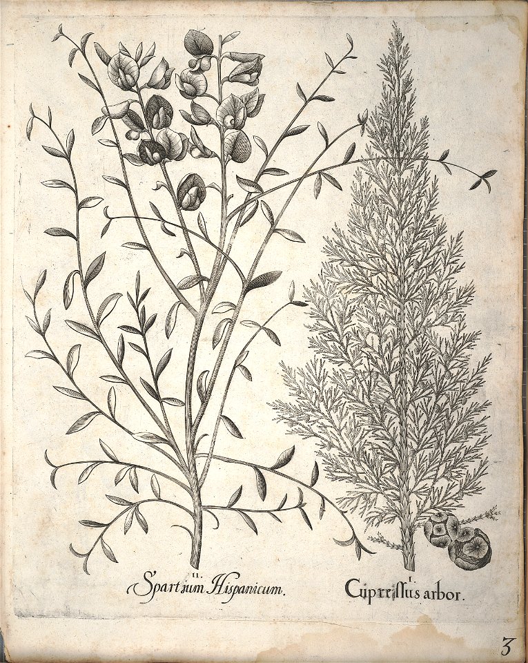 Hortus Eystettensis, 1640 (BHL 45339 155) - Classis Aestiva 3