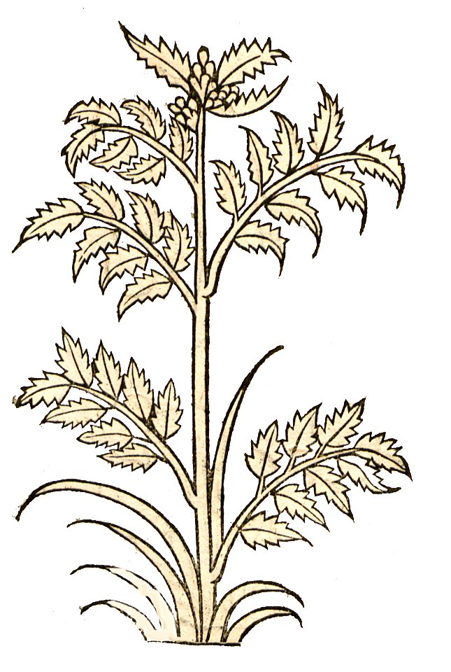 Hortus Millefolium