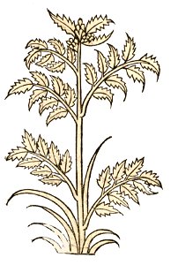 Hortus Millefolium