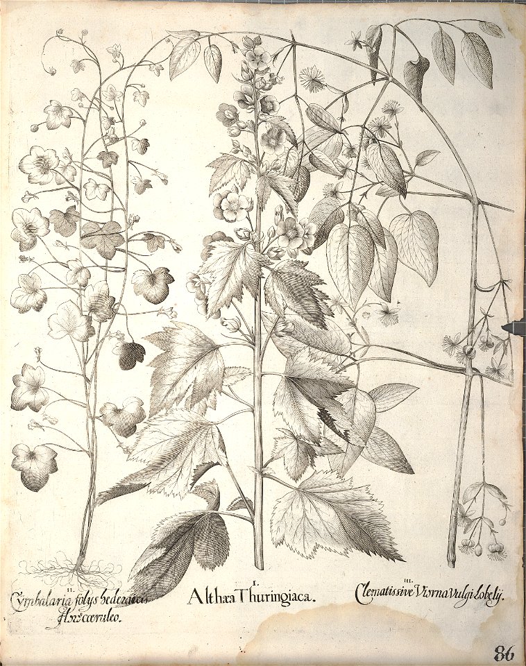Hortus Eystettensis, 1640 (BHL 45339 238) - Classis Aestiva 86