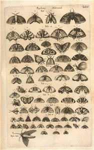 Houghton EC65 J7396 B653h - Historiae naturalis de piscibus et cetis, 1653