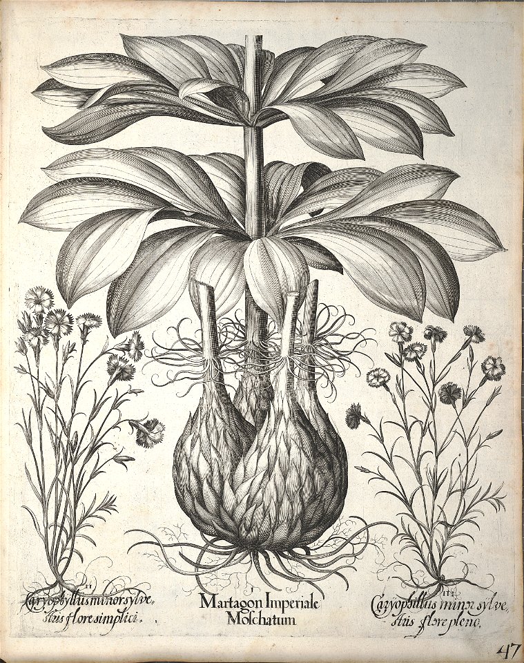Hortus Eystettensis, 1640 (BHL 45339 199) - Classis Aestiva 47