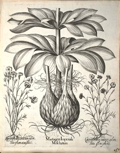 Hortus Eystettensis, 1640 (BHL 45339 199) - Classis Aestiva 47