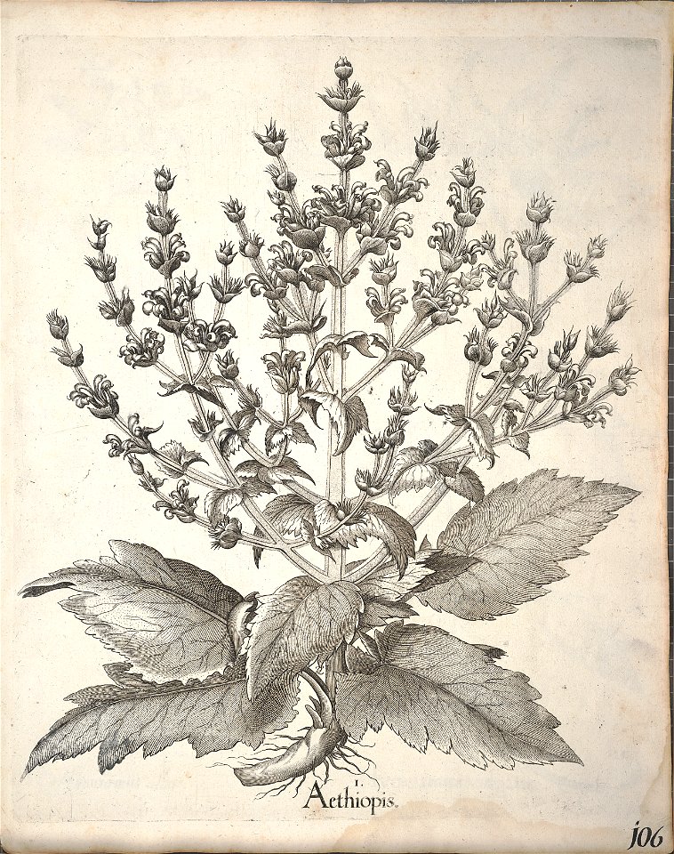 Hortus Eystettensis, 1640 (BHL 45339 258) - Classis Aestiva 106