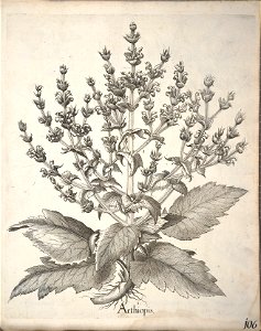 Hortus Eystettensis, 1640 (BHL 45339 258) - Classis Aestiva 106